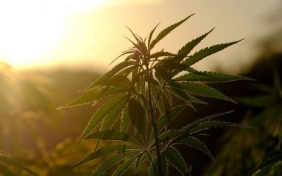 CBD Produkte für innere Ruhe